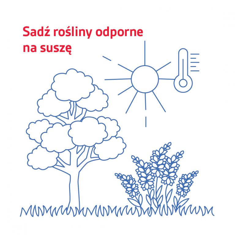 EKOROŚLINY