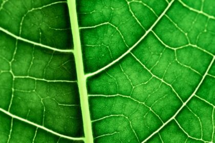 Bio… znaczy życie