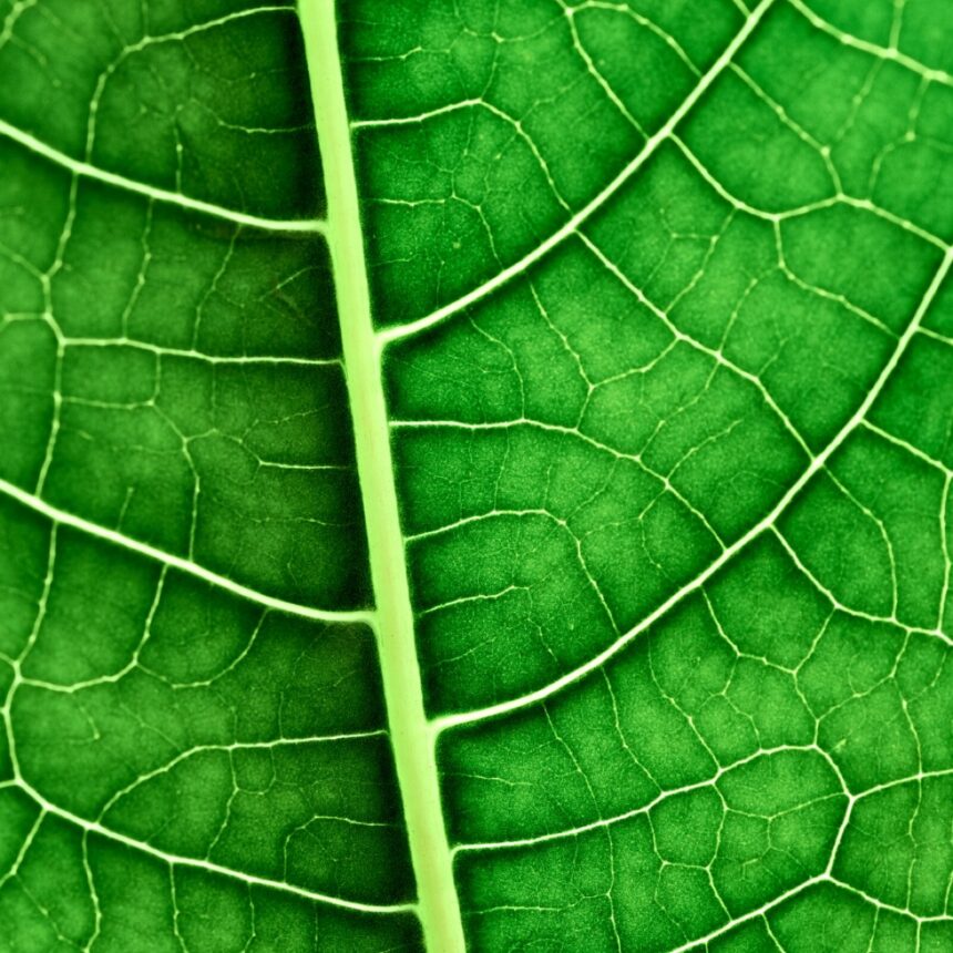 Bio… znaczy życie