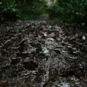 kampinos-bloto