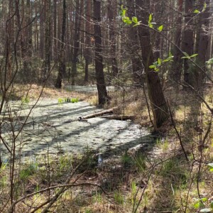 kampinos-mokradla