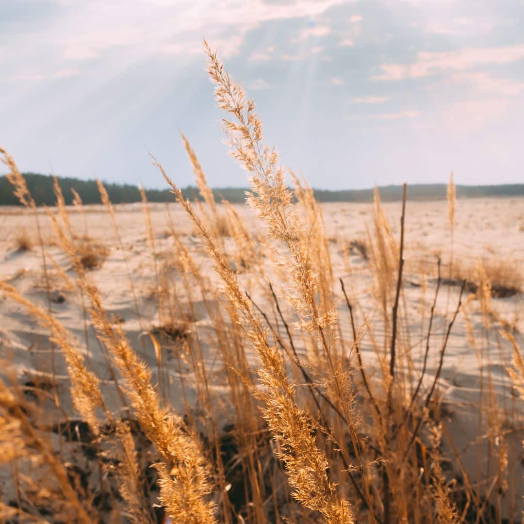 kampinos-trawy