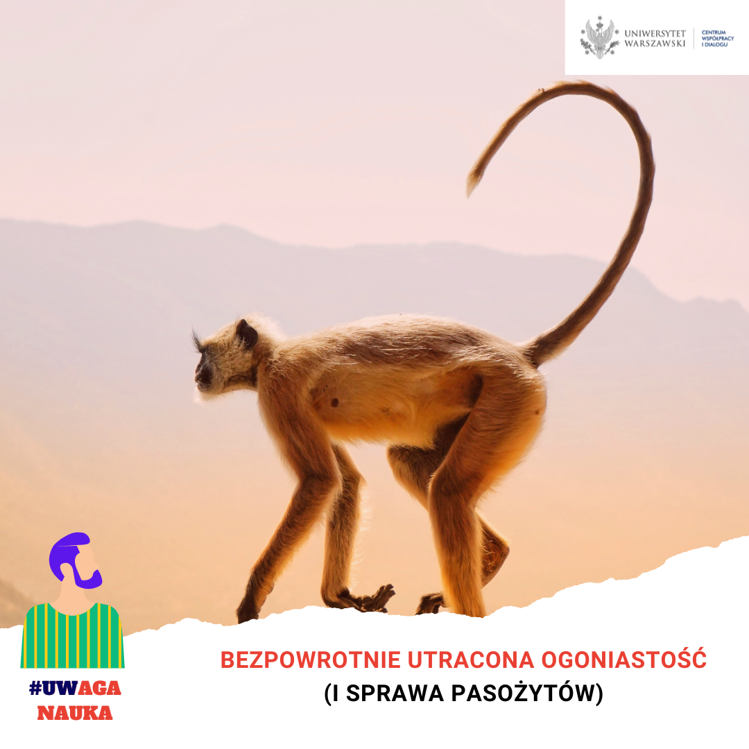 bezpowrotnie-utracona-ogoniastosc