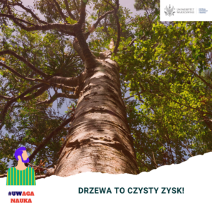drzewa to czysty zysk